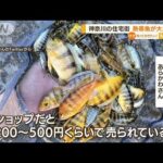 「熱帯魚」住宅街で“大量繁殖”・・・生態系への影響も(2022年5月18日)