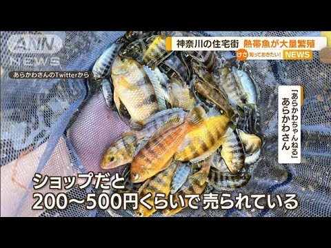 「熱帯魚」住宅街で“大量繁殖”・・・生態系への影響も(2022年5月18日)