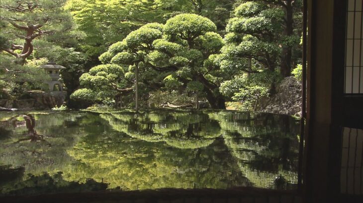 旧邸御室で青モミジが見ごろ　テーブルに映る幻想的な「庭鏡」“きれいで感動”京都