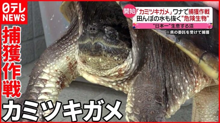 【外来生物】「カミツキガメ」“日本一”生息する沼 捕獲作戦を開始