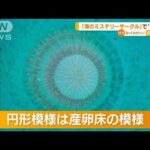 「海のミステリーサークル」・・・奄美大島で撮影に成功(2022年5月19日)
