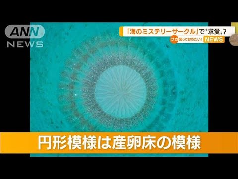 「海のミステリーサークル」・・・奄美大島で撮影に成功(2022年5月19日)