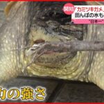 【危険】外来生物「カミツキガメ」“日本一”生息する沼で捕獲作戦を開始
