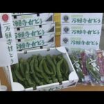 夏の京野菜を代表する「万願寺甘とう」　出荷始まる　柔らかくて肉厚　京都・舞鶴