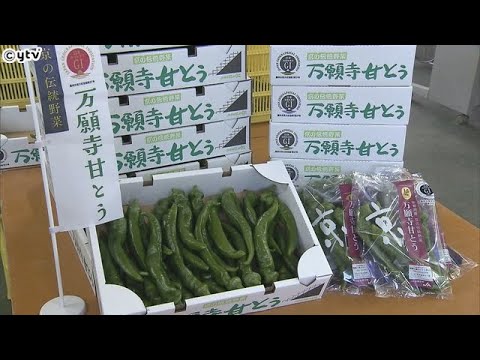 夏の京野菜を代表する「万願寺甘とう」　出荷始まる　柔らかくて肉厚　京都・舞鶴