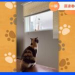 【一押し映像】見逃し注意！芸達者なはずなのに…【Ｎスタ】