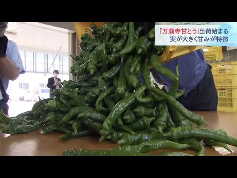 夏の味覚「万願寺甘とう」出荷　実が大きく甘みがあるのが特徴の唐辛子　京都・舞鶴市（2022年5月21日）