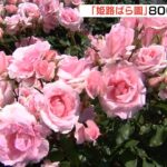 『姫路ばら園』赤やピンクなど色鮮やかな「バラ」の花が見頃　兵庫・姫路市（2022年5月22日）