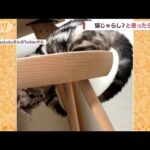 なんだこれっ！　“猫じゃらし”と思ったら自分の・・・(2022年5月23日)