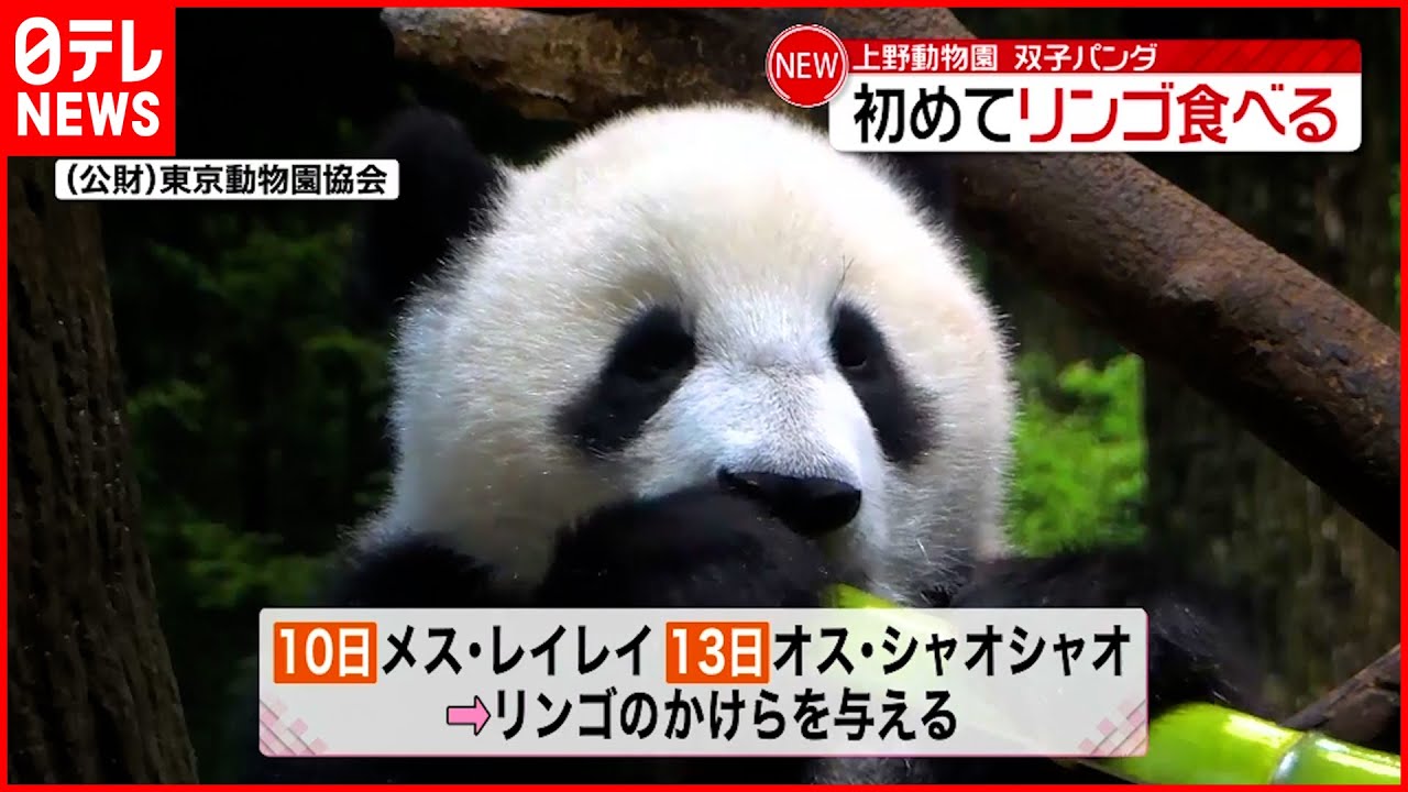 【双子パンダ】初めてリンゴを食べる　“固形物”は初確認　上野動物園