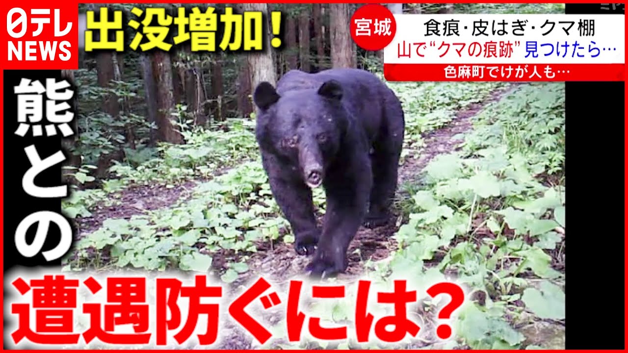 【注意！】”熊との遭遇”どう防ぐ？山で気を付けるポイント　宮城　NNNセレクション