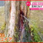 【ナゾ】“水が噴き出す木”内部を調査　樹木医「伐採検討した方がいいレベル」