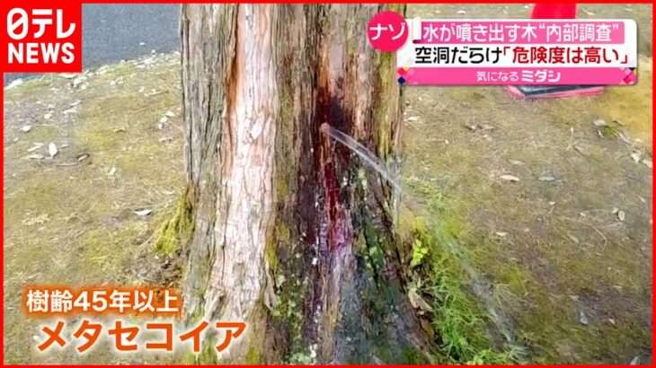 【ナゾ】“水が噴き出す木”内部を調査　樹木医「伐採検討した方がいいレベル」