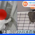 ツバメの巣を破壊し逃走「まさか人の手によって壊されてるなんて」防犯カメラがとらえた一部始終｜TBS NEWS DIG