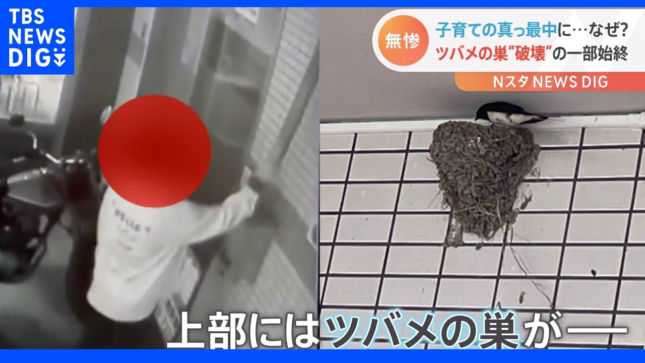 ツバメの巣を破壊し逃走「まさか人の手によって壊されてるなんて」防犯カメラがとらえた一部始終｜TBS&nbsp;NEWS&nbsp;DIG