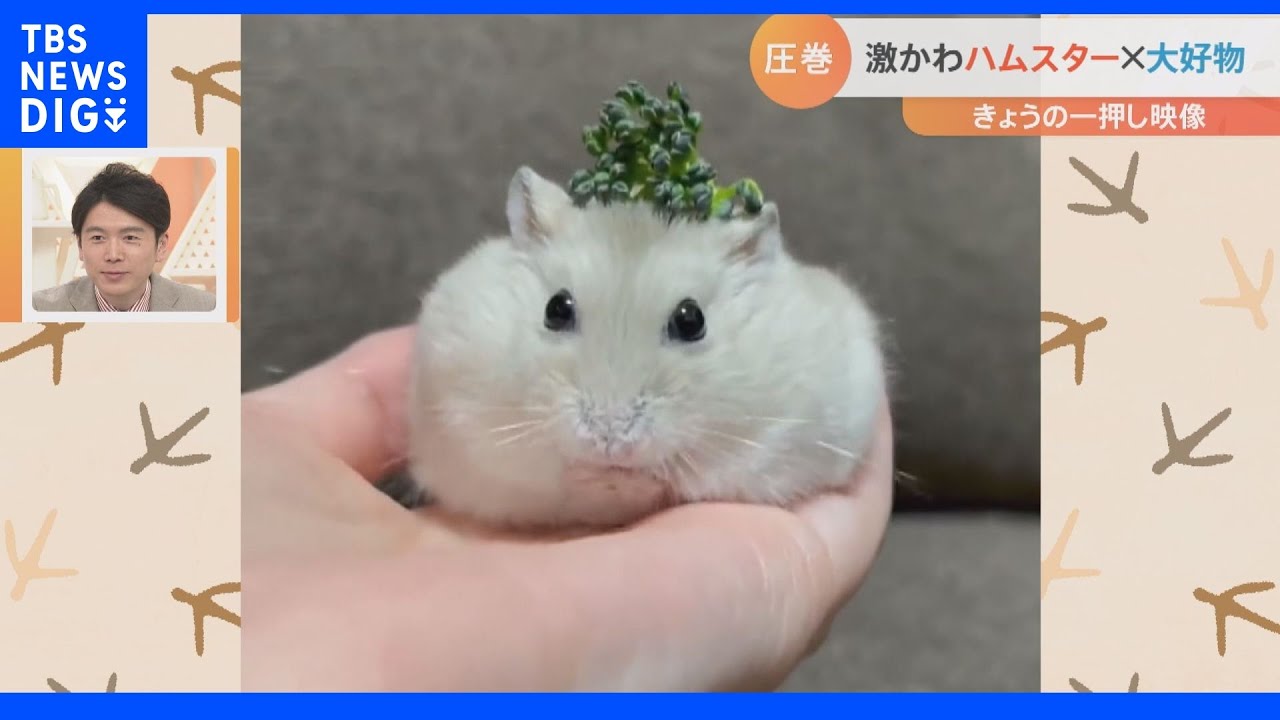 落ちそうで落ちない神業！ものすごいバランス感覚のハムスター
