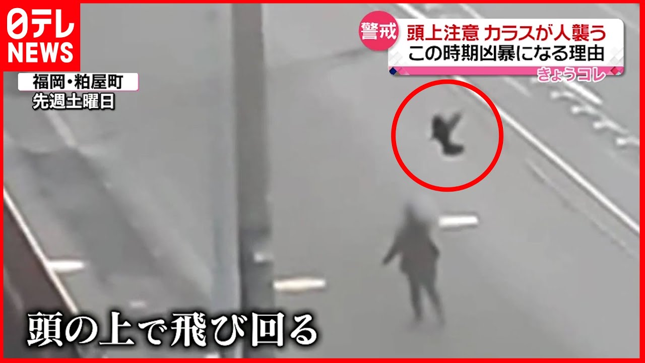【人を襲うカラス】”ヒナの巣立ちの時期”で神経質に…対策は