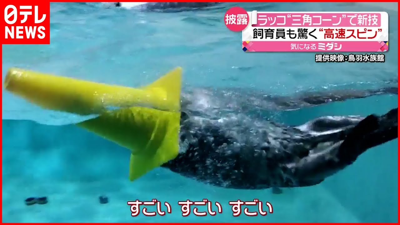 【ラッコ】三角コーンかぶり水中で高速スピン！“新技”披露　鳥羽水族館