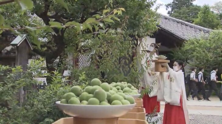 正月の縁起物「大福梅」収穫始まる　京都市・上京区　北野天満宮「王が服す」の語呂合わせ