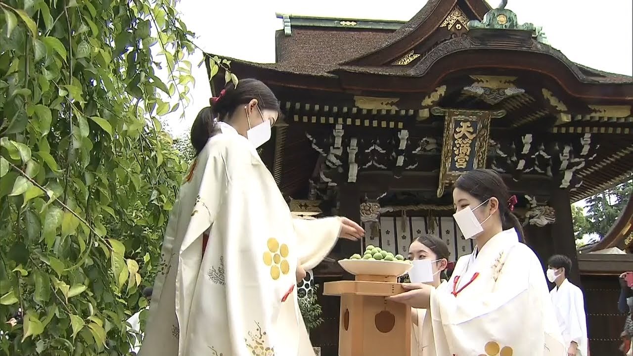 丸く青々と育った梅の実…正月の縁起物「大福梅」の収穫が始まる　京都・北野天満宮（2022年5月25日）