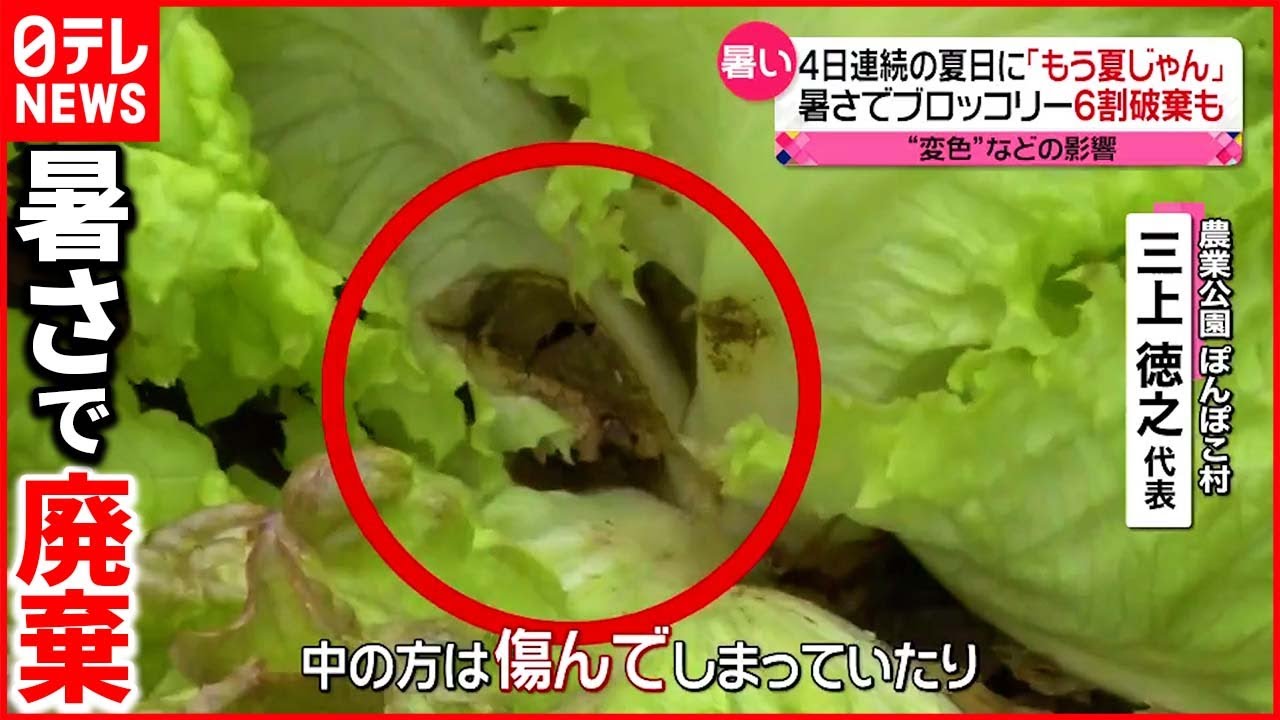 【大気不安定】東京で“夏日”も…山梨県や長野などで“ひょう”　野菜に影響も…