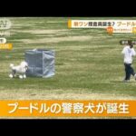 「プードル」警察犬が誕生　“敏ワン”捜査員に？(2022年5月26日)