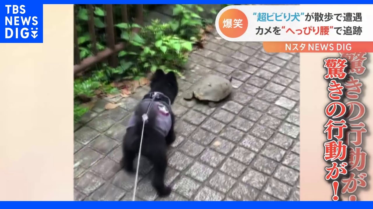 “へっぴり腰”のポメラニアン&nbsp;散歩中カメにビビって思わず｜TBS&nbsp;NEWS&nbsp;DIG