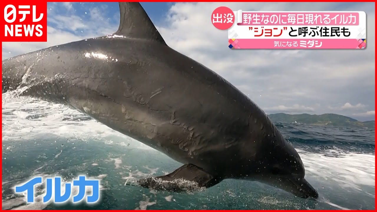【話題】毎日現れる…人なつっこい”イルカ”　ついた名前は“ジョン”