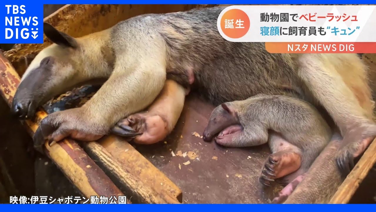 動物園でベビーラッシュ&nbsp;今しか見られない！飼育員も“キュン”な可愛い寝顔｜TBS&nbsp;NEWS&nbsp;DIG