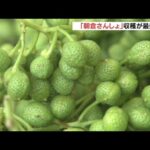 鮮やかな緑色の粒　特産「朝倉さんしょ」の収穫が最盛期　兵庫・養父市（2022年5月28日）