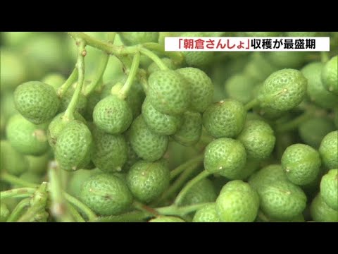 鮮やかな緑色の粒　特産「朝倉さんしょ」の収穫が最盛期　兵庫・養父市（2022年5月28日）