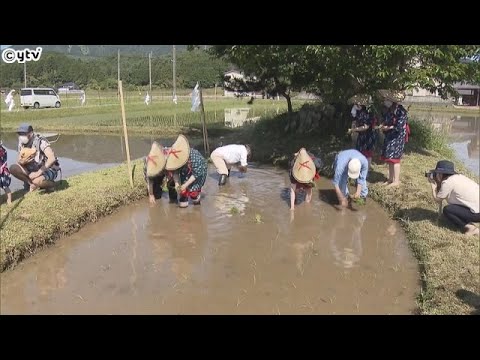 稲作発祥の地とされる京都府京丹後市の水田　古代米の田植え　神話を受けた「月の輪田」　秋に刈り取り、地元の神社に奉納