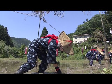 ３年ぶりに「御田植祭」　絣のもんぺ姿の女性たちが苗を植える　京都・福知山市（2022年5月30日）