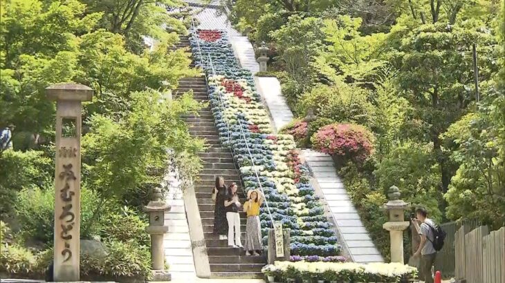 ７００株の「あじさい」で“昇鯉”を表現…コロナ終息の願い込める　京都・三室戸寺（2022年5月30日）