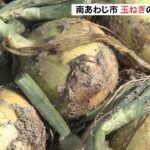 北海道産不作の影響で例年の約２倍の値段で取り引き　淡路島で「玉ねぎ」の収穫最盛期（2022年5月30日）