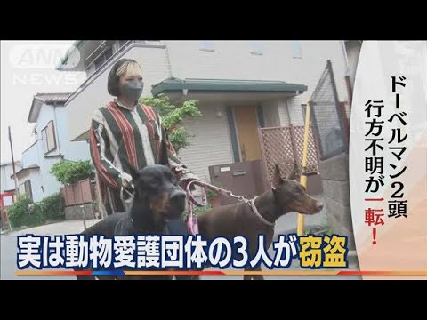 “行方不明”が一転・・・ドーベルマン2頭　実は“窃盗”　「動物愛護団体」3人逮捕(2022年5月20日)