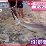 【体長2.5ｍ】巨大なサメ釣りあげる　実は去年も目撃情報が？