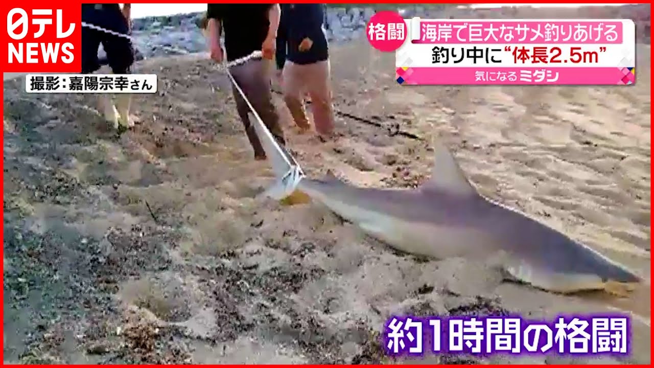 【体長2.5ｍ】巨大なサメ釣りあげる　実は去年も目撃情報が？