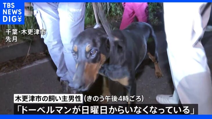 ドーベルマン2頭が再び行方不明　先月も逃げ出して捕獲　千葉・木更津市｜TBS NEWS DIG