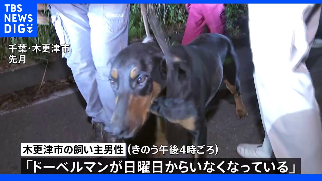 ドーベルマン2頭が再び行方不明　先月も逃げ出して捕獲　千葉・木更津市｜TBS&nbsp;NEWS&nbsp;DIG