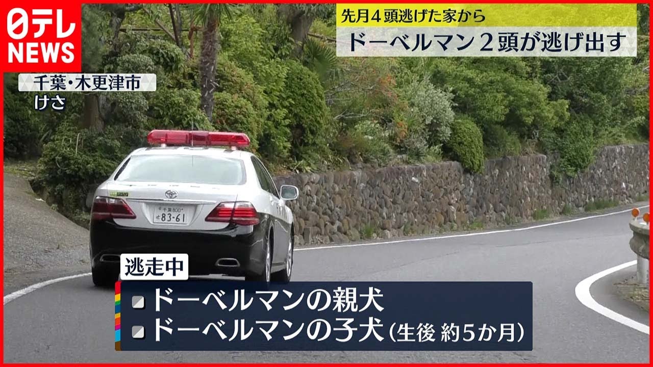 【ドーベルマン】2頭再び逃げ出す…警察が捜索 木更津