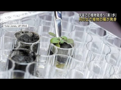 「月の土」で植物栽培成功　アポロ計画で採取(2022年5月14日)