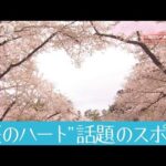「桜のハート話題のスポット」さくらニュース2022～開花から散りゆくまで～【第10回】(2022年5月1日)