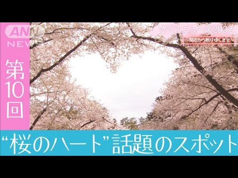 「桜のハート話題のスポット」さくらニュース2022～開花から散りゆくまで～【第10回】(2022年5月1日)