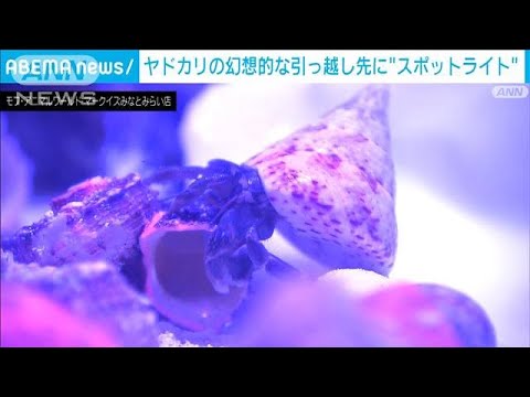 珍しい“光る貝のヤドカリ”　横浜で展示(2022年5月5日)