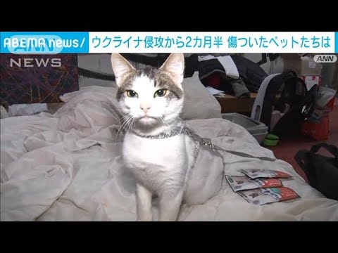 侵攻開始2カ月半　傷ついたペットたちは(2022年5月11日)