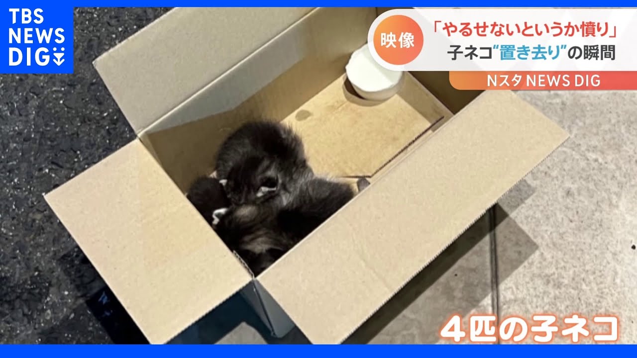 「やるせないというか憤り」子ネコ4匹を放置の一部始終｜TBS&nbsp;NEWS&nbsp;DIG