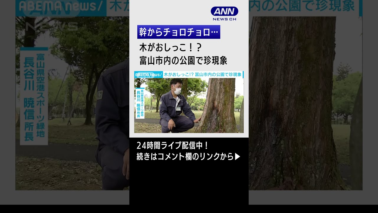 【珍現象】木がおしっこ！？樹齢40年のメタセコイアから・・・#Shorts