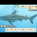 “人襲う”サメの大群「40匹」　海水浴場に・・・　米国(2022年5月13日)