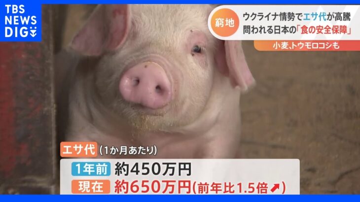 エサ代は約650万円／月に高騰 問われる日本の「食の安全保障」超値上げラッシュで農家が悲鳴｜TBS NEWS DIG